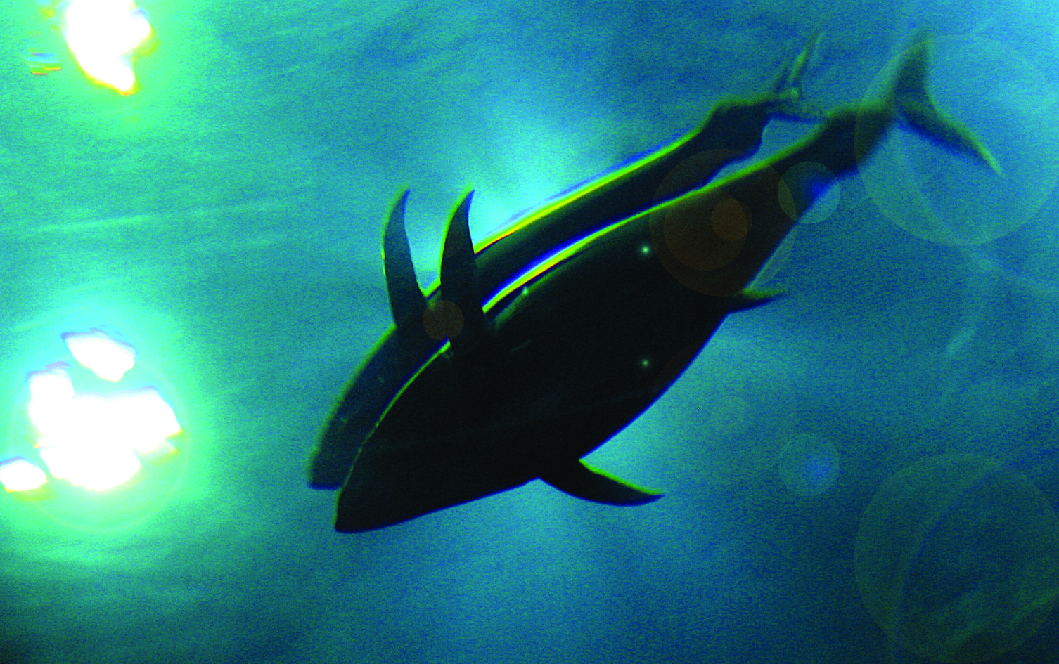 生物多様性